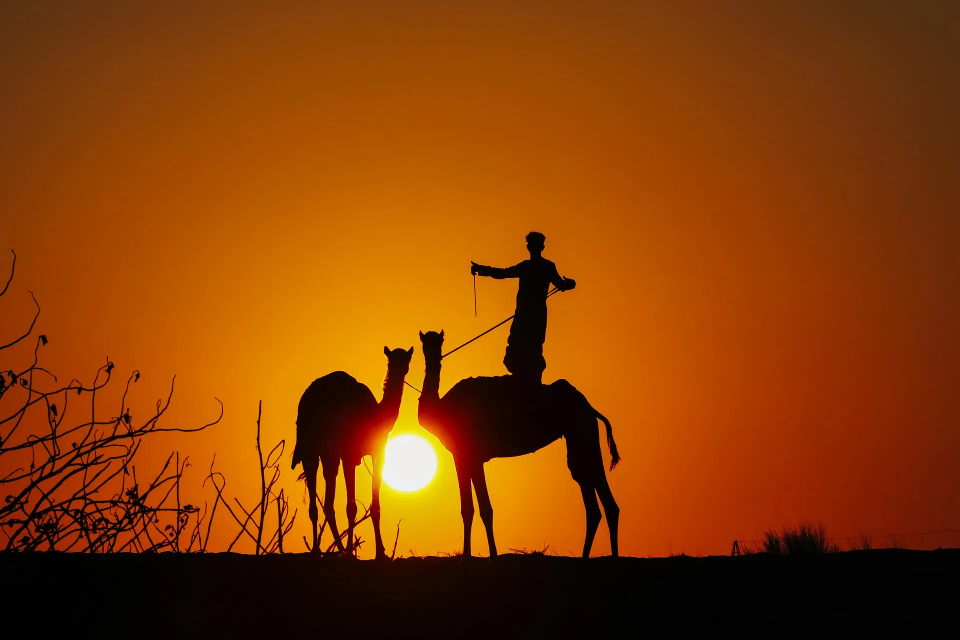 Safari en Afrique